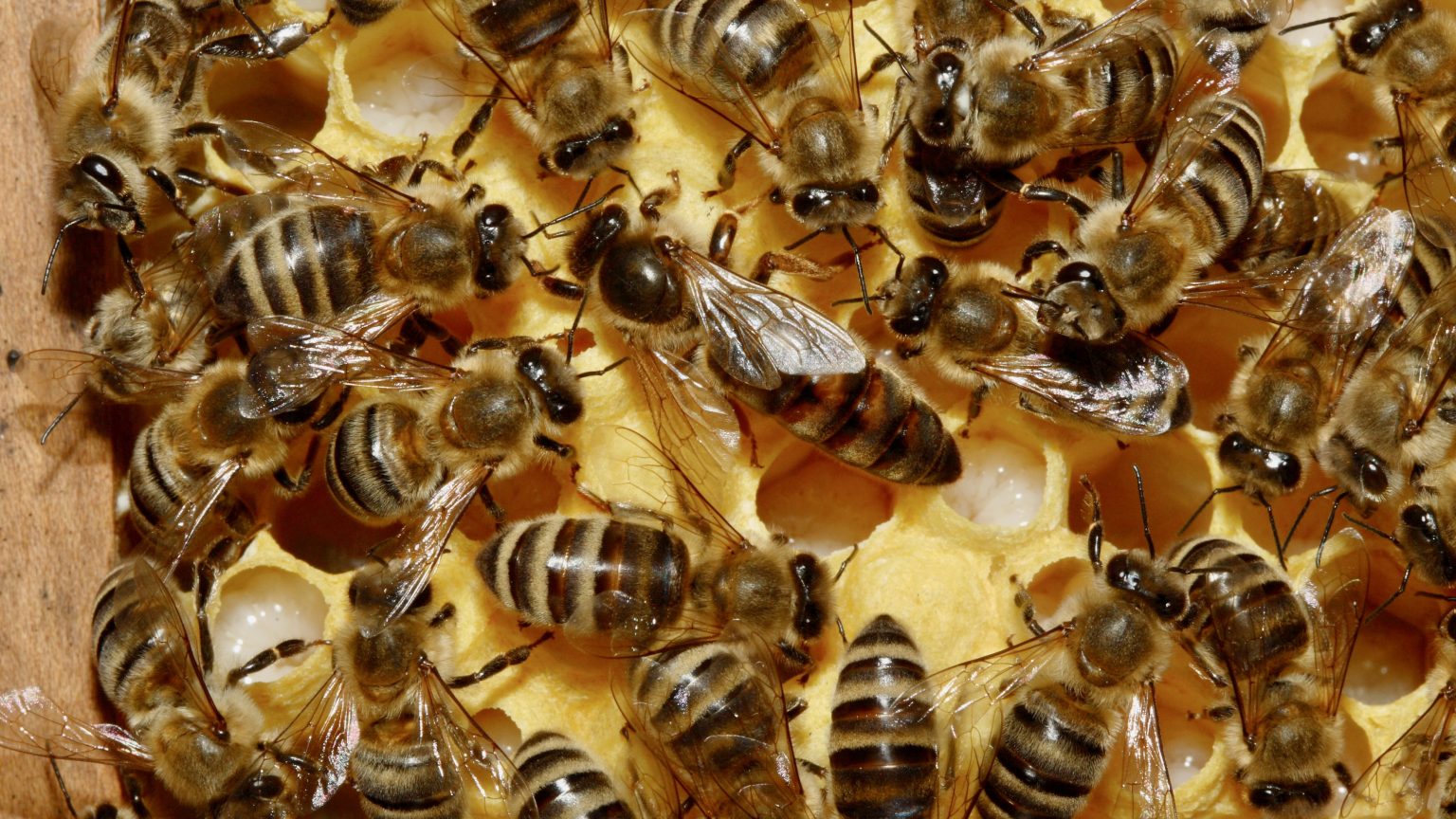 queen bee in center of workers